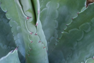 Yeşil yaprak arka planının yakın plan doğa görüntüsü. Reklam dekorasyonu için düz, tropikal yaprak