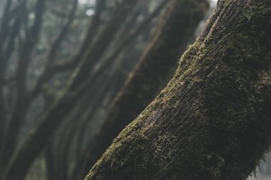 Çalı yapraklı güzel doğa ağaçlarının arka plan manzarası. Macera ve ormanda yolculuk. Yeşil misk ve çevre manzaralı bir yer. Doğanın yeşil renkli atmosferi