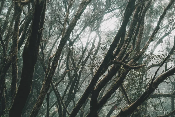 Pozadí Krajina Krásné Přírodní Stromy Les Křovím Listí Dobrodružství Cesta — Stock fotografie