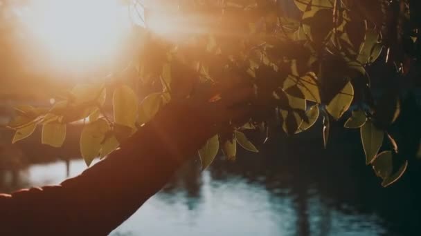 紧紧抓住女人的手触摸和爱抚秋天的叶子 人们独自享受和热爱大自然和户外活动 秋天的日落时分 背光下的阳光 — 图库视频影像