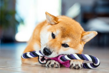 Playful young puppy shiba inu playing with canine toy on the ground at home in happy indoor leisure activity. Concept of dog owner and healthy pets care