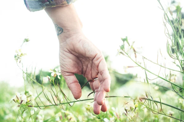 Närbild Handen Vidrör Mjukt Grönt Gräs Och Blomma Välkommen Till — Stockfoto
