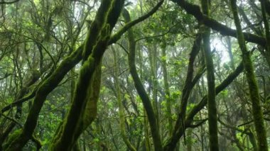 Yeşil, karanlık ve boş orman ağaçları manzaralı bir yer. Macera ve seyahat yeri. İklim değişikliği. Çevre ve sürdürülebilir. Kayıp yer. Sisli manzara, orman ve ışık. Huzurlu güzel gezegen