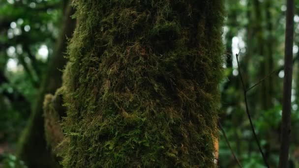 Příroda Milovník Objímání Kmene Stromu Zeleným Pižmem Tropickém Lese Zelené — Stock video