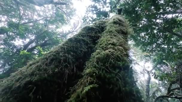 Vista Topo Das Árvores Floresta Incrível Verde Vazio Selvagem Com — Vídeo de Stock