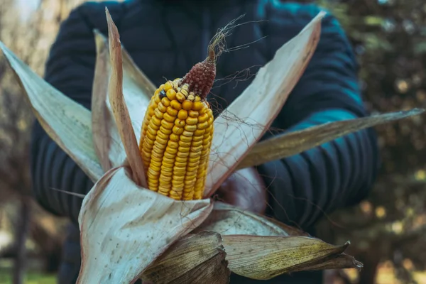 保有している農民の近くに カメラに自然なトウモロコシを見せます 穀物トウモロコシ スーパーフードコンセプト 健康的なライフスタイル 栄養の世界観 バイオ食品グルテンフリー ファームライフ 仕事人 — ストック写真