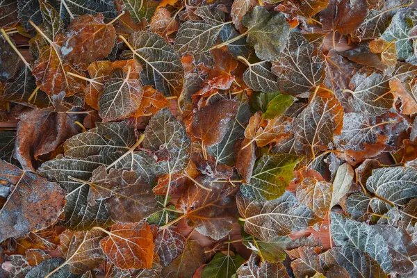 Sopra Vista Foglie Ghiaccio Congelate Con Colore Marrone Giallo Autunno — Foto Stock