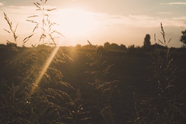 Altın günbatımında güz tarlası siluetinde. Doğa ve güneş ışığı. Akşam karanlığı vakti. Açık havada, ön planda bitkiler olan doğal çayır. Tarım ve açık hava kavramı