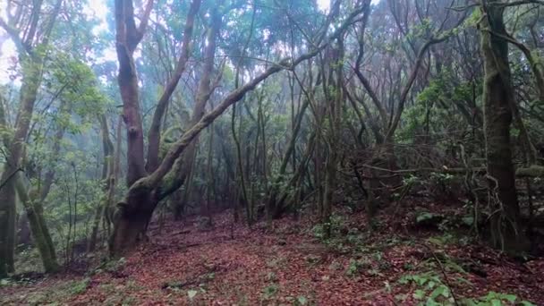 Verde Escuro Vazio Floresta Selvagem Árvores Lugar Cênico Aventura Destino — Vídeo de Stock