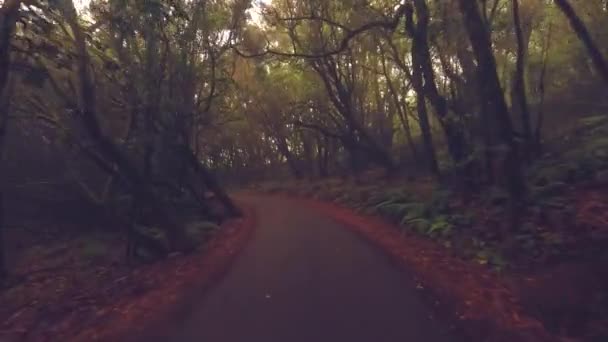 ウッズ フォレスト ロードは個人的なウォーキングの視点で 人々は野生の茂みの葉で屋外自然のレジャー活動を歩いています 自然環境コンセプトライフスタイル アドベンチャーと旅 — ストック動画