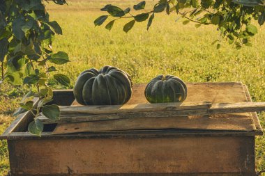 Gün batımında güneş ışığı ve masasında balkabakları olan bir çayır tarlası. Sonbahar manzarası manzarası kavramı. Çiftçi ve hasat tarımı görüşü. Doğa ve manzara. Gündoğumu altın ışık