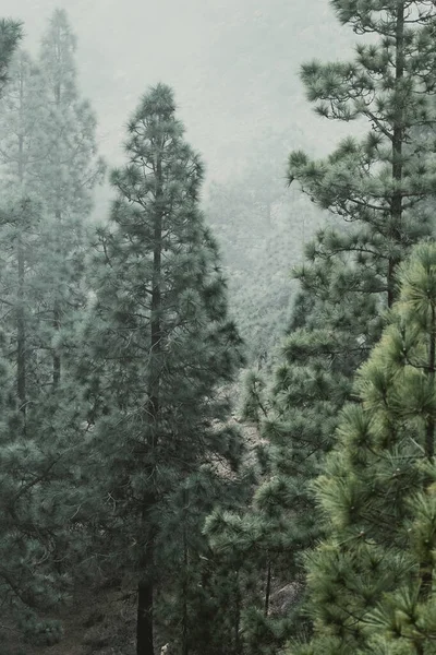 Green Pines Trees Fog Bad Weather Mountain Hiking Trekking Scenic — Stock Photo, Image