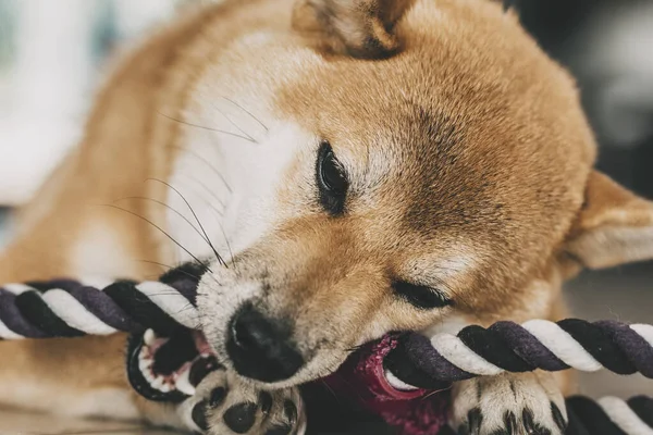 One lovely puppy of shiba inu playing with dog toy cord and having fun at home laying on the floor. Concept of pet enjoying domestic life indoor. Best friend young dog biting happy. Animal leisure