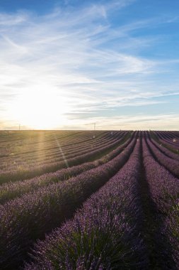 Gün batımında arka planda sıralanmış lavanta