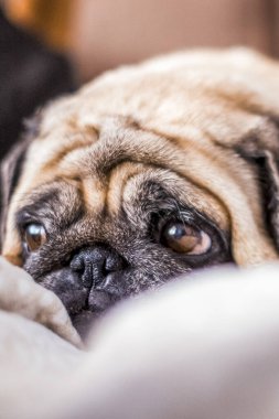 Evdeki sıcak battaniyeye uzanmış tatlı pug. Şampanya renkli evcil köpek evde kanepe ve yumuşak battaniyenin üzerindeki sıcaklığın tadını çıkarıyor. Isınma mevsimi konsepti
