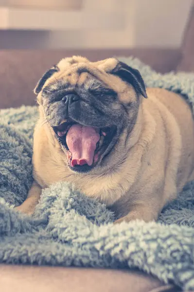 Cute Sleepy Pug Wrapped Warm Blue Blanket Home Champagne Colored — Stock Photo, Image