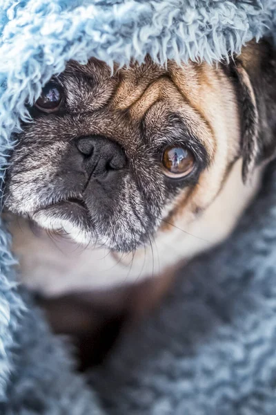 Cute Pug Wrapped Warm Blue Blanket Home Champagne Colored Domestic — Stock Photo, Image
