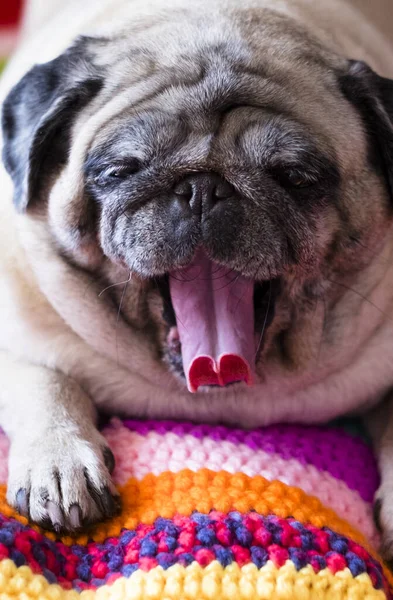 Lindo Pug Adormilado Envuelto Una Manta Colorida Cálida Casa Perro —  Fotos de Stock