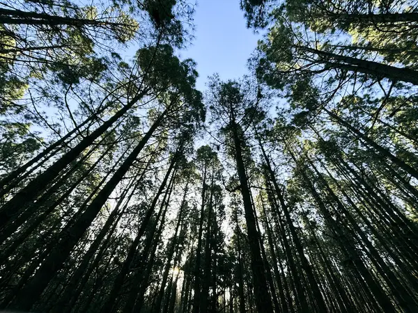 Hout Bos Natuurlijke Nationale Park Schilderachtige Achtergrond Met Hoge Bomen — Stockfoto