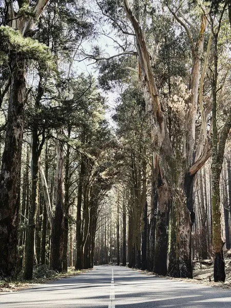 Přímá Asfaltová Malebná Cesta Uprostřed Přírodního Parku Vysokými Stromy Boku — Stock fotografie