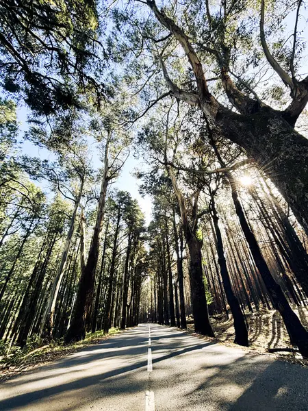 Straight asphalt scenic road in the middle of natural park with high trees on the side. Concept of travel and drive. Green environment transport vehicle. Outdoor traveling roads.