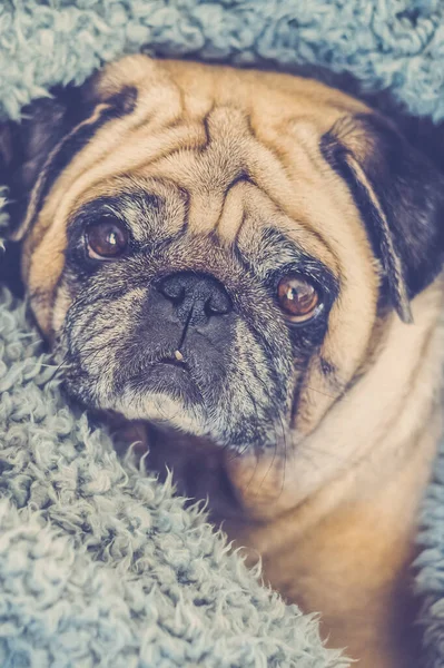 Cute Pug Wrapped Warm Blue Blanket Home Champagne Colored Domestic — Stock Photo, Image