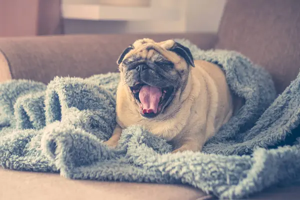 Cute Sleepy Pug Wrapped Warm Blue Blanket Home Champagne Colored — Stock Photo, Image