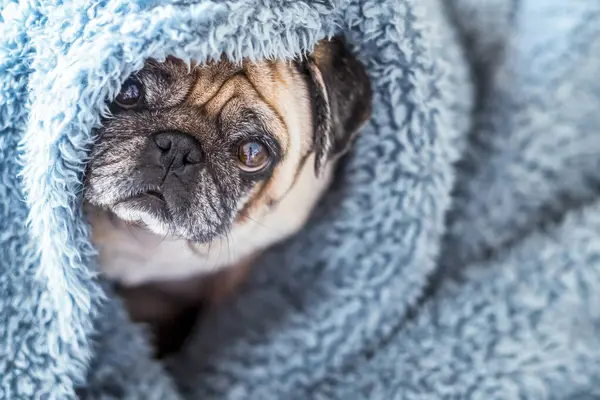 自宅で暖かい青い毛布で包まれたかわいいパグ シャンパン色の家庭用犬は ソファーや柔らかい毛布の家で屋内で暖かさを楽しんでいます 暖房シーズンコンセプト — ストック写真