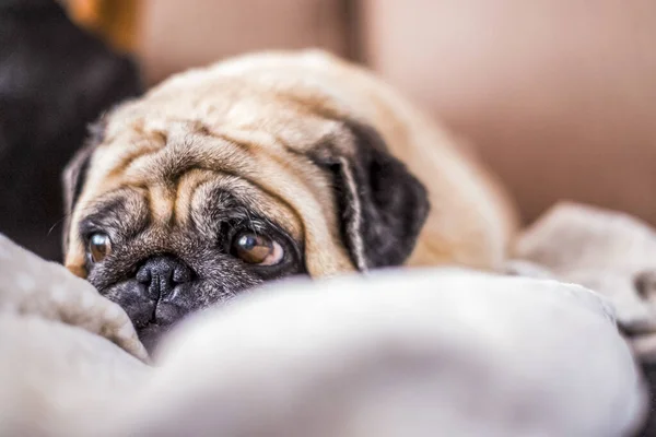 Cute Pug Lying Warm Blanket Home Champagne Colored Domestic Dog — Stock Photo, Image