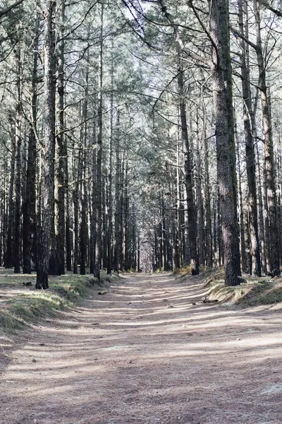 Bos Park Bossen Bomen Het Zonlicht Hout Bos Natuurlijke Nationale — Stockfoto