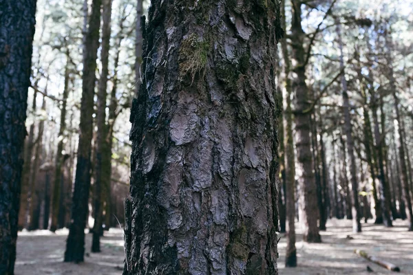 Δέντρα Δασικού Πάρκου Στο Φως Του Ήλιου Δάσος Δάσος Φυσικό — Φωτογραφία Αρχείου