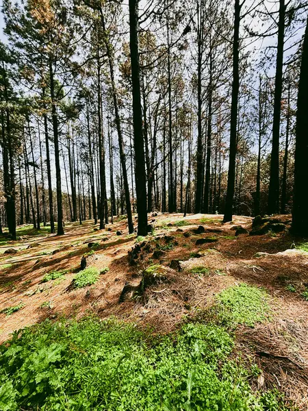 Bosque Hermoso Paisaje Con Almizcle Verde Árboles Altos Bosques Concepto —  Fotos de Stock