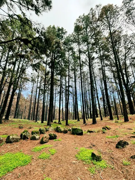 Wald Schöne Landschaft Mit Grünem Moschus Und Hohen Bäumen Wald — Stockfoto