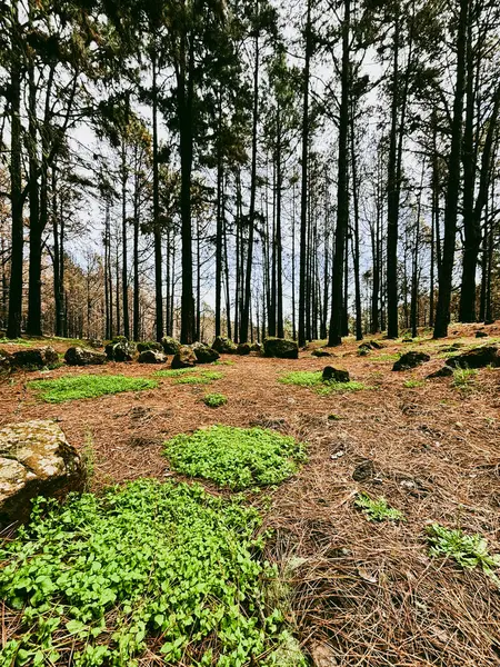 Skogens Vackra Landskap Med Grön Mysk Och Höga Träd Skogar — Stockfoto