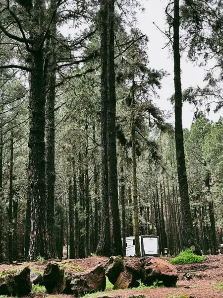 野营面包车停放在森林里 独自享受着自由和虚荣的生活方式 旅行探险旅行概念工具 租来的越野车和高高的树林外出旅行的人 — 图库照片