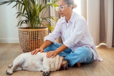 Köpek sahibi evdeki evcil hayvanına reiki tedavisi uyguluyor. Enerji oryantal alternatif sağlık hizmetleri. Zen, tıpkı dişi insanların parkete uzanmış uyuyan bir evcil köpeğe masaj yapması gibi.