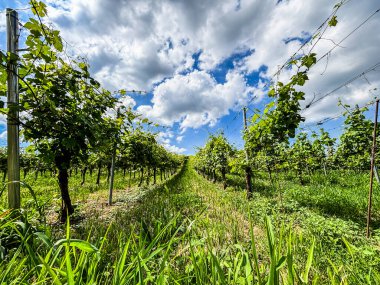 Açık bir temmuz gününde, İtalya tepelerinde, şarap ülkesinde mavi gökyüzü ve taze üzüm bulutlarıyla dolu üzüm bağları. Yeşil asma sıraları. Kaliteli içki üretimi. Manzaralı yer gezisi