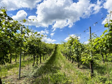Yazın güzel bulutları ve mavi gökyüzü olan üzüm bağı manzarası. Bulut, arka plan. Güzel üzüm bağı, Avrupa 'da İtalya Şarap Bölgesi. Şarap üretimi ve kalitesi için manzaralı seyahat yeri