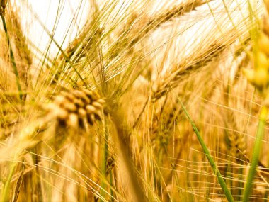 Buğday tarlası. Altın buğday kulakları yakında. Güzel Doğa Günbatımı Manzarası. Parlayan Güneş Işığı Altında Kırsal Manzara. Olgunlaşmanın arkaplanı