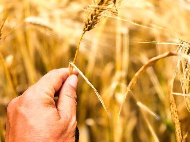 Buğday tarlası. Altın buğdaydan el ele tutuşan kulaklar. Güzel Doğa Günbatımı Manzarası. Parlayan Güneş Işığı Altında Kırsal Manzara. Olgunlaşan buğday tarlalarının arka planı. Zengin hasat kavramı.