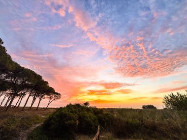 Arka planda ağaçlar ve plajlarla muhteşem bir yaz günbatımı gökyüzü manzarası. Seyahat ve manzaralı varış yeri kavramı. Güzel doğa manzarası. Renkli bulutlar