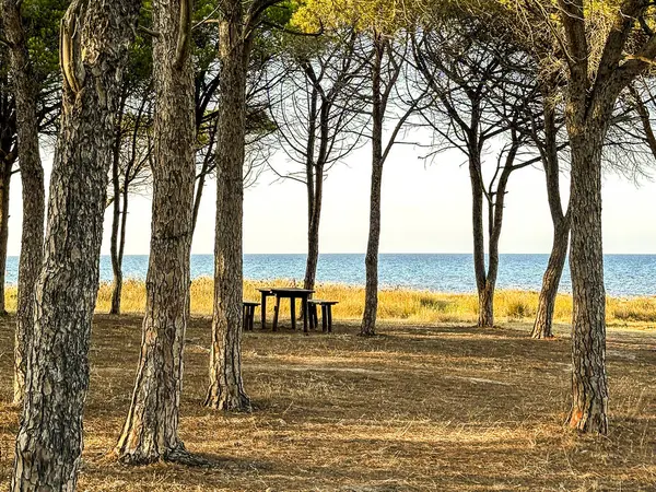 Arka planda deniz olan huzurlu çam ormanları. Yaz tatilinde açık hava aktiviteleri için piknik alanı parkı. Seyahat için güzel bir yer. Ağaçlar ve okyanus manzarası. Doğa manzarası