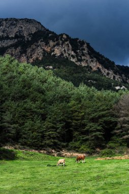 Beautiful mountain cows on open green pastures, a reflection of animal welfare, ethical farming, and premium dairy production through natural, eco-friendly practices clipart