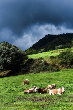 Dağlık otlaklarda, doğayla uyum içinde yaşayan özgür inekler. Sürdürülebilir tarım, organik tarım ve hayvan sağlığı ve doğal diyetlere adanmışlığın vurgulanması