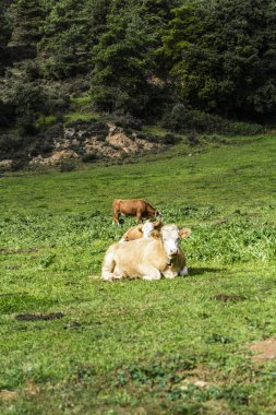 Dağ otlaklarında büyüyen inekler doğal ve besleyici bir ot diyetinin tadını çıkarıyorlar. Sürdürülebilir çiftlik hayvanları yönetimi ve yüksek kaliteli süt ürünleri üretimi için ideal