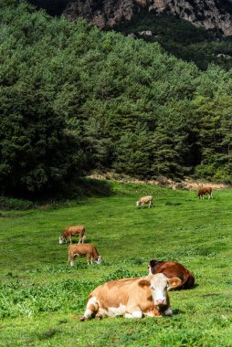 Healthy cows roam freely in mountain pastures, a vision of animal welfare and organic farming excellence. Emphasizing premium dairy production from ethical practices clipart