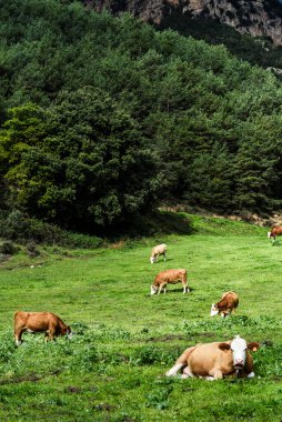 Sığır sürüsü dağlarda huzur içinde otluyor, sağlıklı ve doğal çiftçilik yapıyorlar. Etik süt ürünleri üretimi, hayvan refahı ve çevre dostu tarım için ideal
