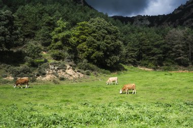 Alp arazilerindeki mutlu inekler, özgürce otlayan ve etik çiftlik hayvanlarını temsil eden, sürdürülebilir tarım ve hayvan refahına saygı ile birinci sınıf süt ürünleri üreten.