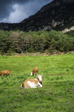 Doğal otlaklarda otlayan dağ inekleri, hayvan bakımını somutlaştıran, organik süt ürünleri üreten ve nefes kesici manzaralarda çevre dostu tarım uygulamaları
