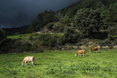 Yeşillik tarlalarda bulunan organik dağ süt inekleri, kaliteli süt ve et için taze ot yiyorlar. Sağlıklı çiftlik hayvanları için etik, çevre dostu ve saygılı tarım uygulamaları.